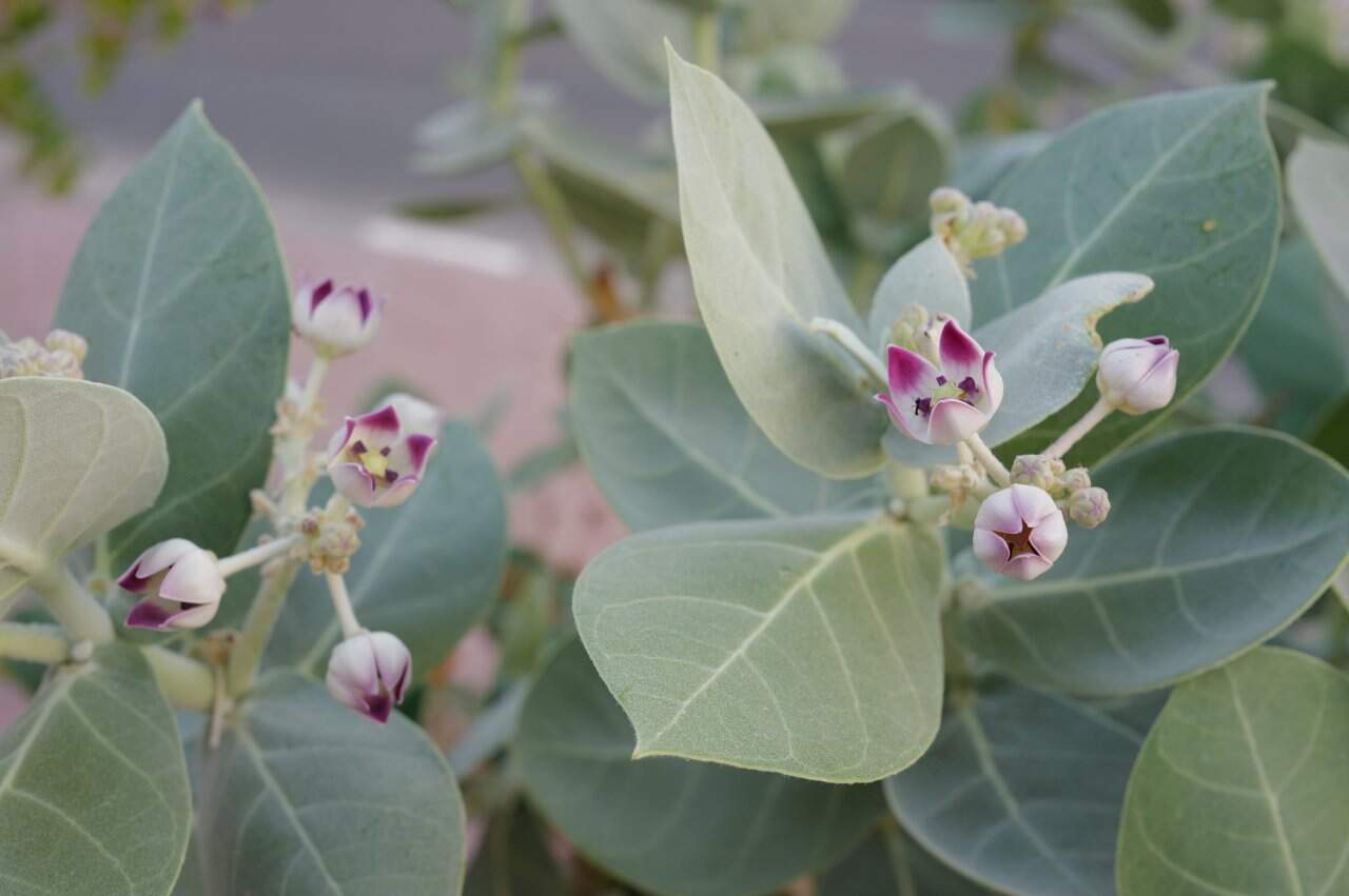 Clinic Interior Healing Plants Display - state-of-the-art medical facility at Healers Clinic Dubai
