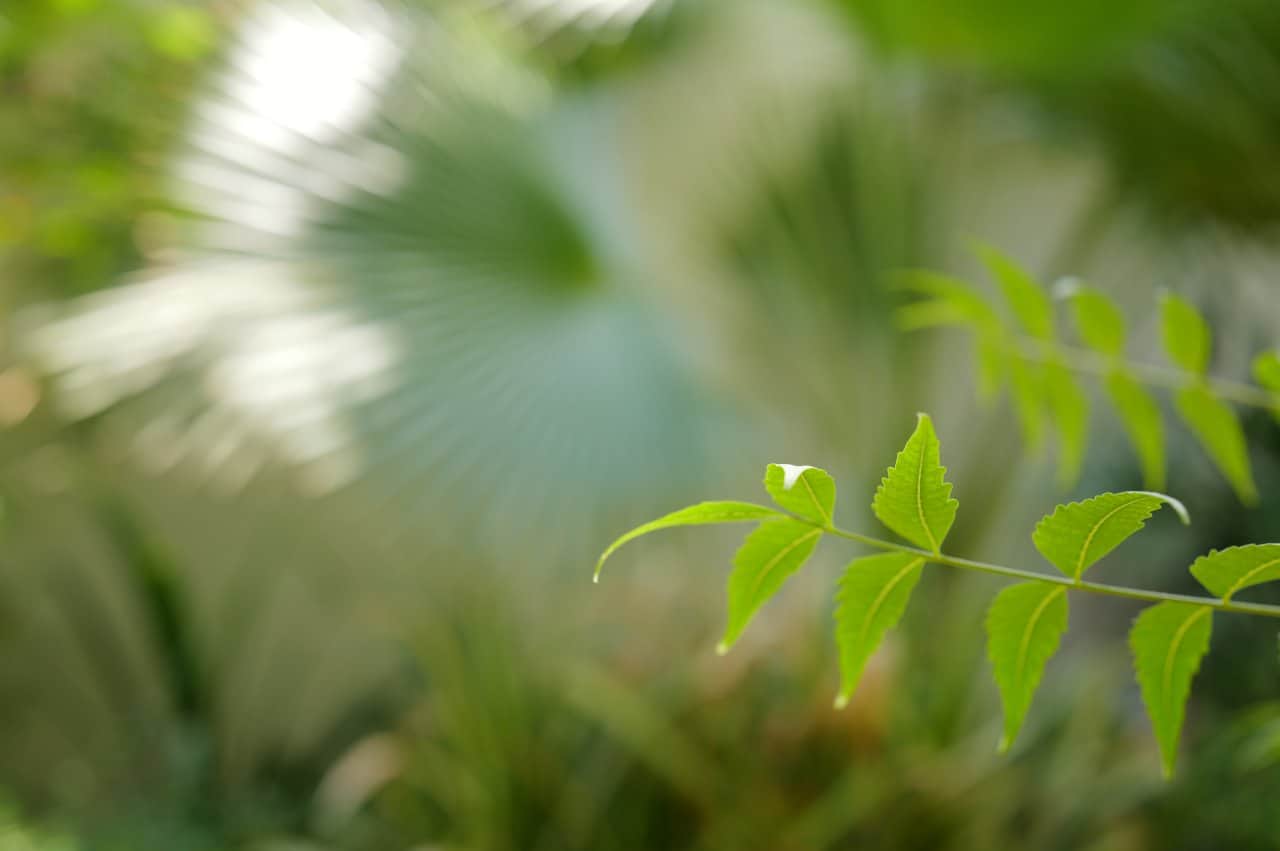Clinic Interior Lush Indoor Garden - state-of-the-art medical facility at Healers Clinic Dubai