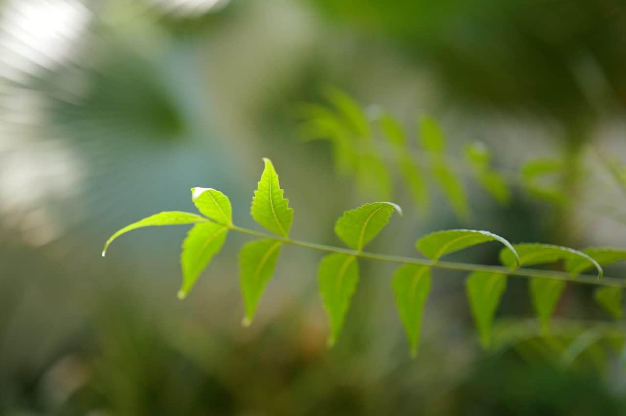 Clinic Interior Natural Green Plants - state-of-the-art medical facility at Healers Clinic Dubai