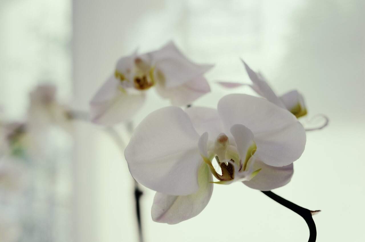 Clinic Interior Peaceful Nature Scene - state-of-the-art medical facility at Healers Clinic Dubai
